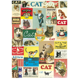 Póster 50x70 cm Carteles de Gatos