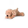 Perro Labrador Beige