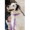 Collar Waterproof Lavanda